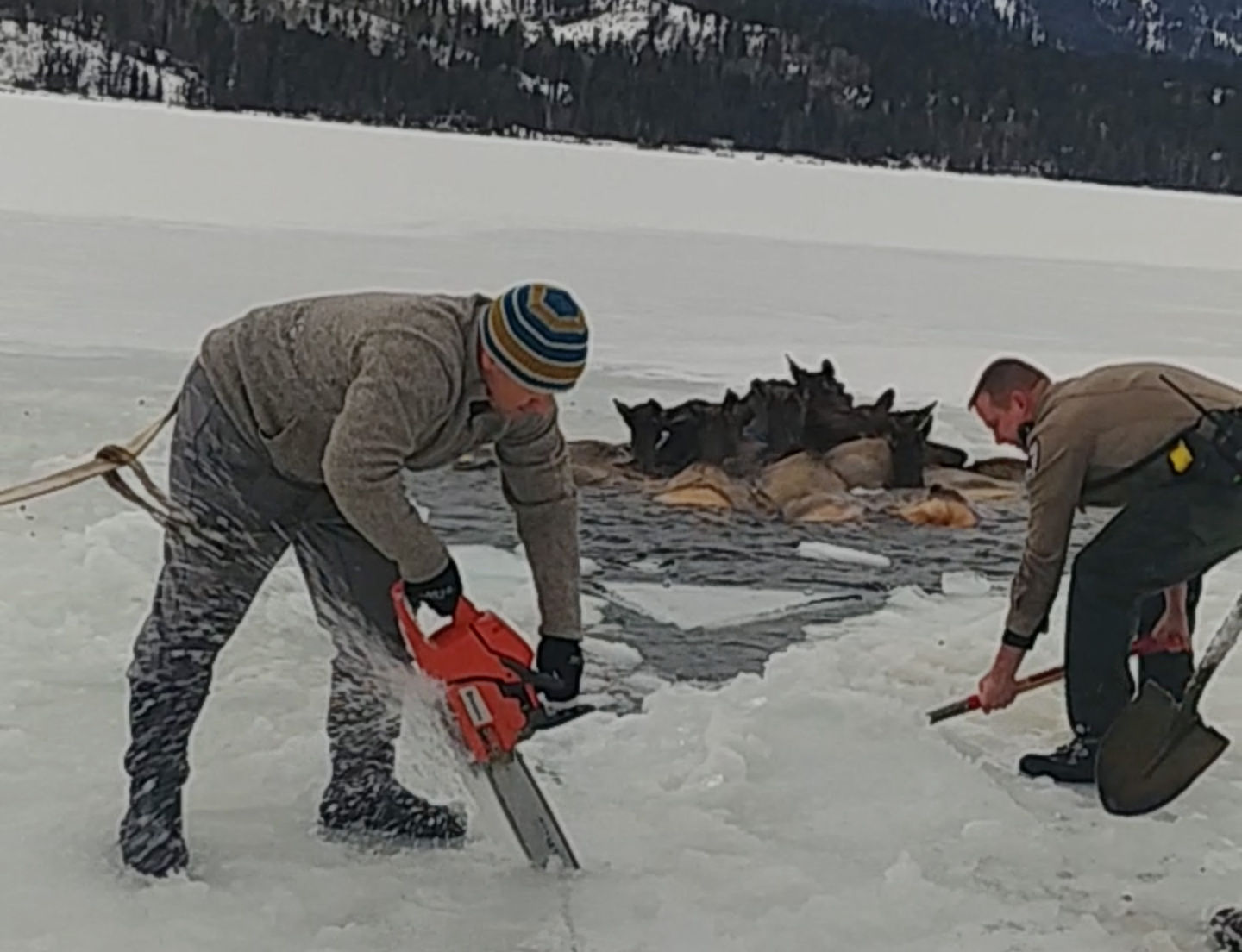 Elk rescue